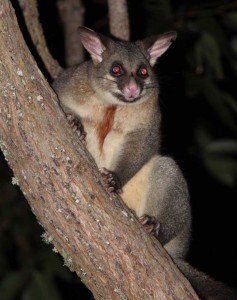 australian-possum-male-22av