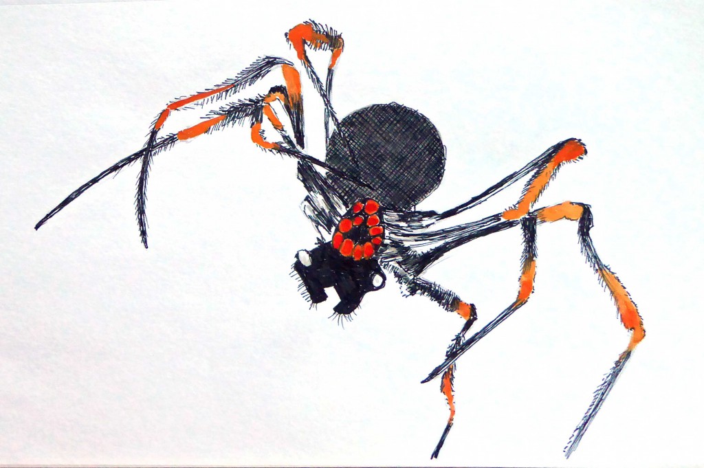 09 Golden Orb Spider